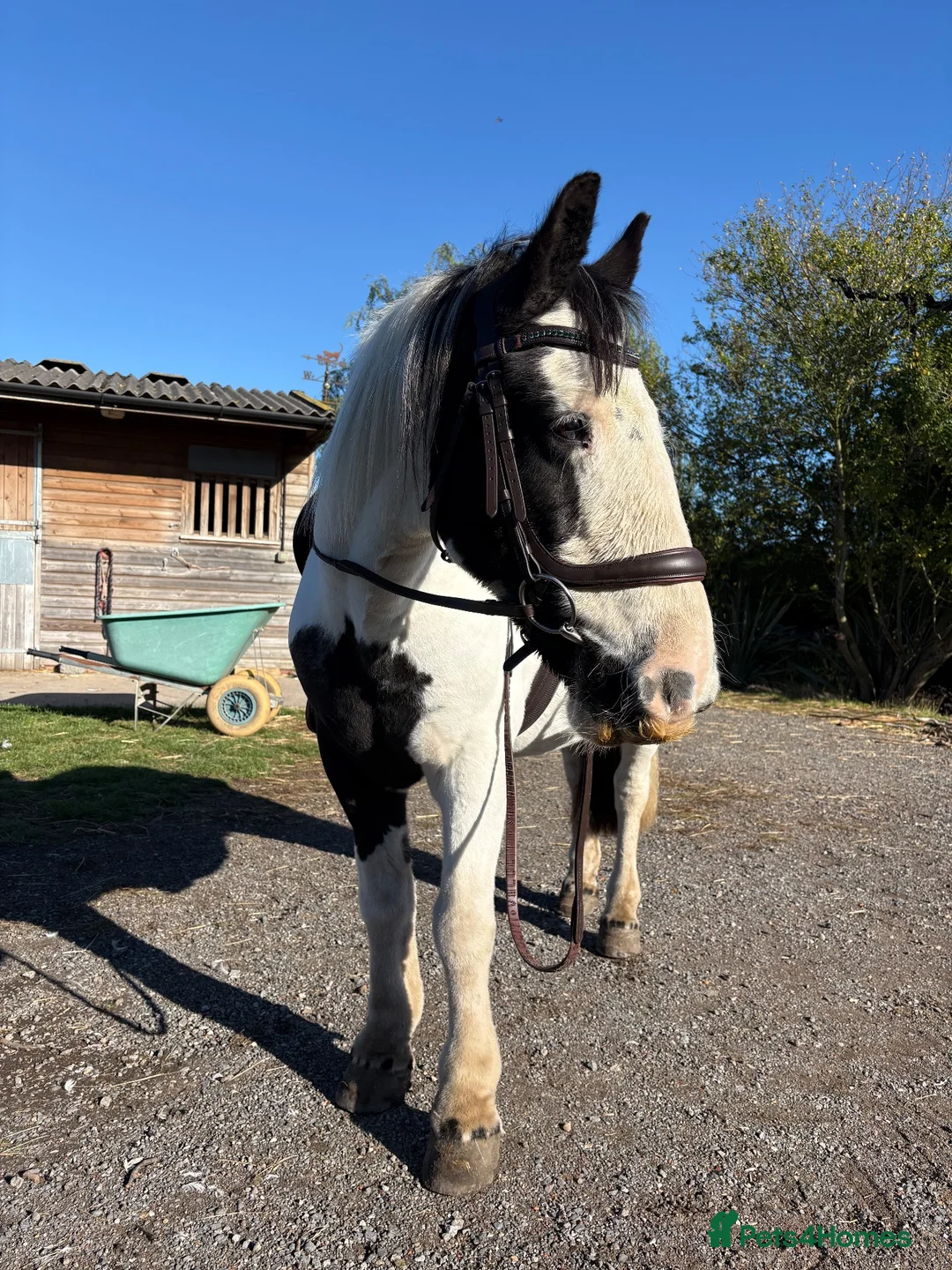 Tinker horses for sale: “Emma” Lovely Happy Hacker in York - Advert 1