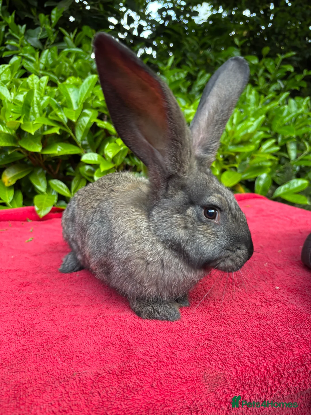Continental Giant rabbits for sale: Vaccinated Continental Giant Rabbits - Advert 4