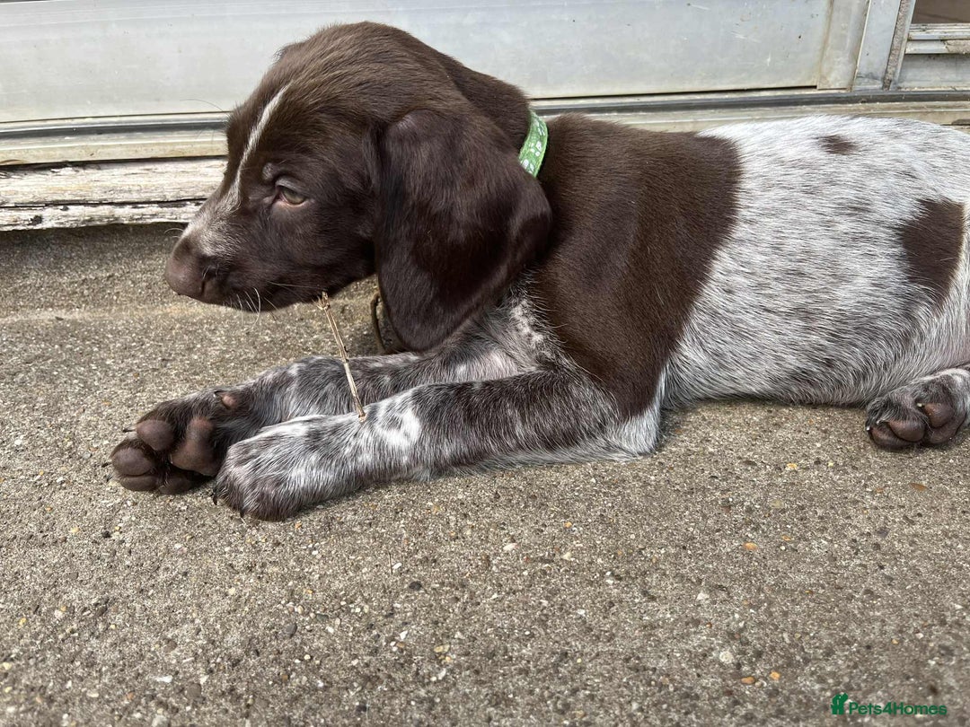 German Shorthaired Pointer dogs for sale: 3boys 3girls left ‼️Stunning Litter of GSP puppies - Image 6