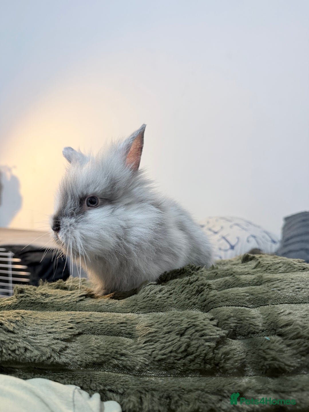 Lionhead rabbits for sale: Cute Lionhead baby bunnies-VERY FRIENDLY - Advert 3
