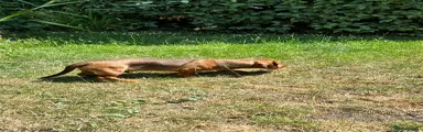 Dachshund Puppy 5