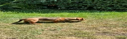 Dachshund dogs for sale: Wire haired & smooth recessives dachshunds - Advert 12