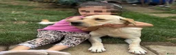 Labrador Retriever dogs for sale: 10/10 MALE PUP AVAILABLE WITH UNMATCHED PEDIGREE  - Advert 7