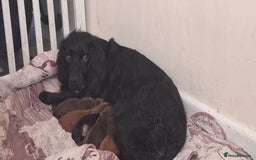Cockapoo dogs for sale: Cockapoos for sale - Image 6