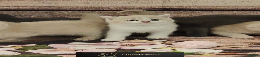British Shorthair Kitten 4