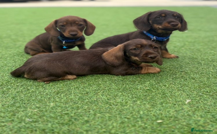 Miniature Dachshund dogs - Advert 2