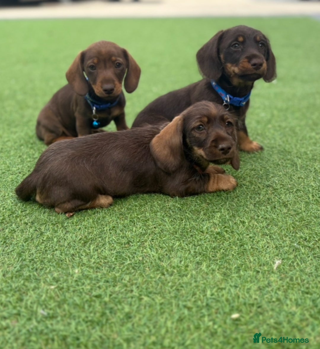 Miniature Dachshund dogs for sale: MINITURE DACHSHUNDS  - Image 1