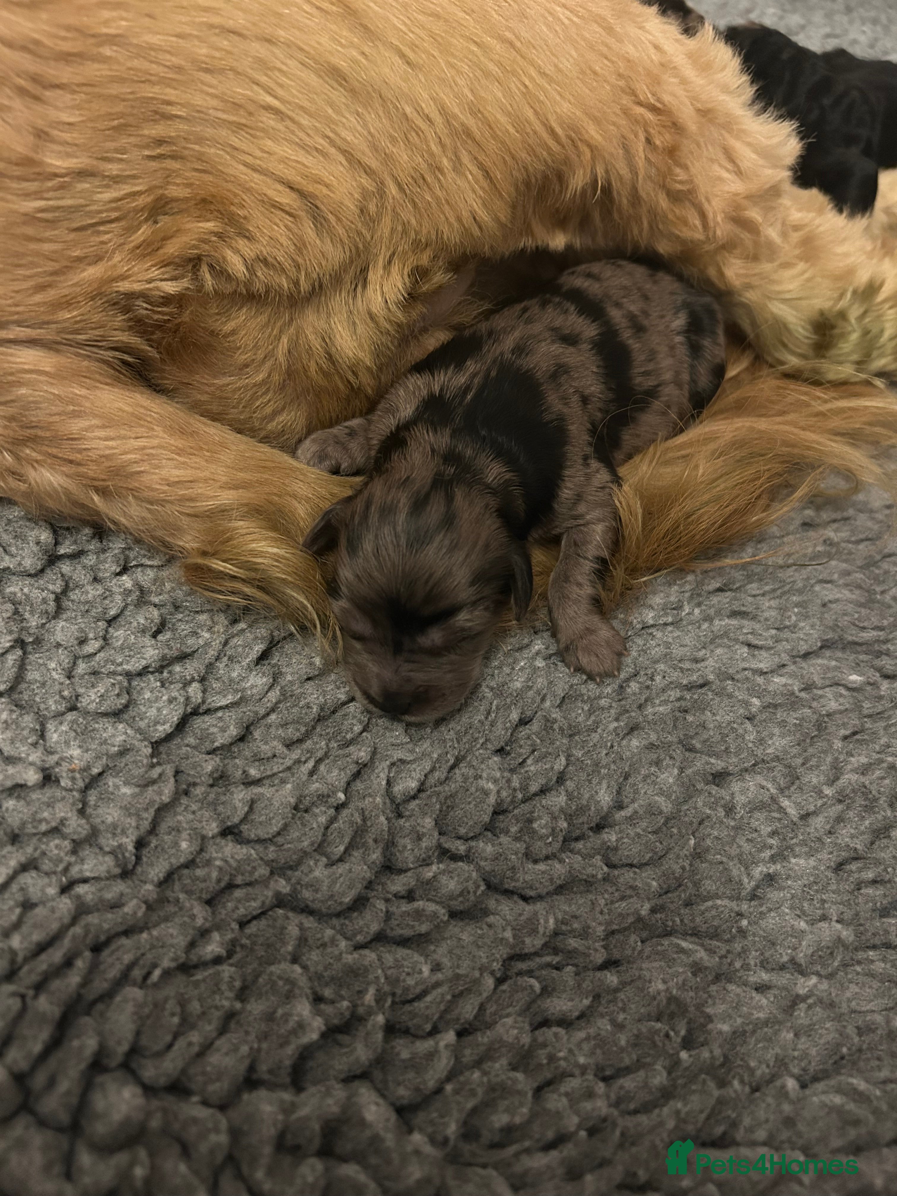 Mini Goldendoodle dogs Dazzling F1b Goldendoodles - Advert 8