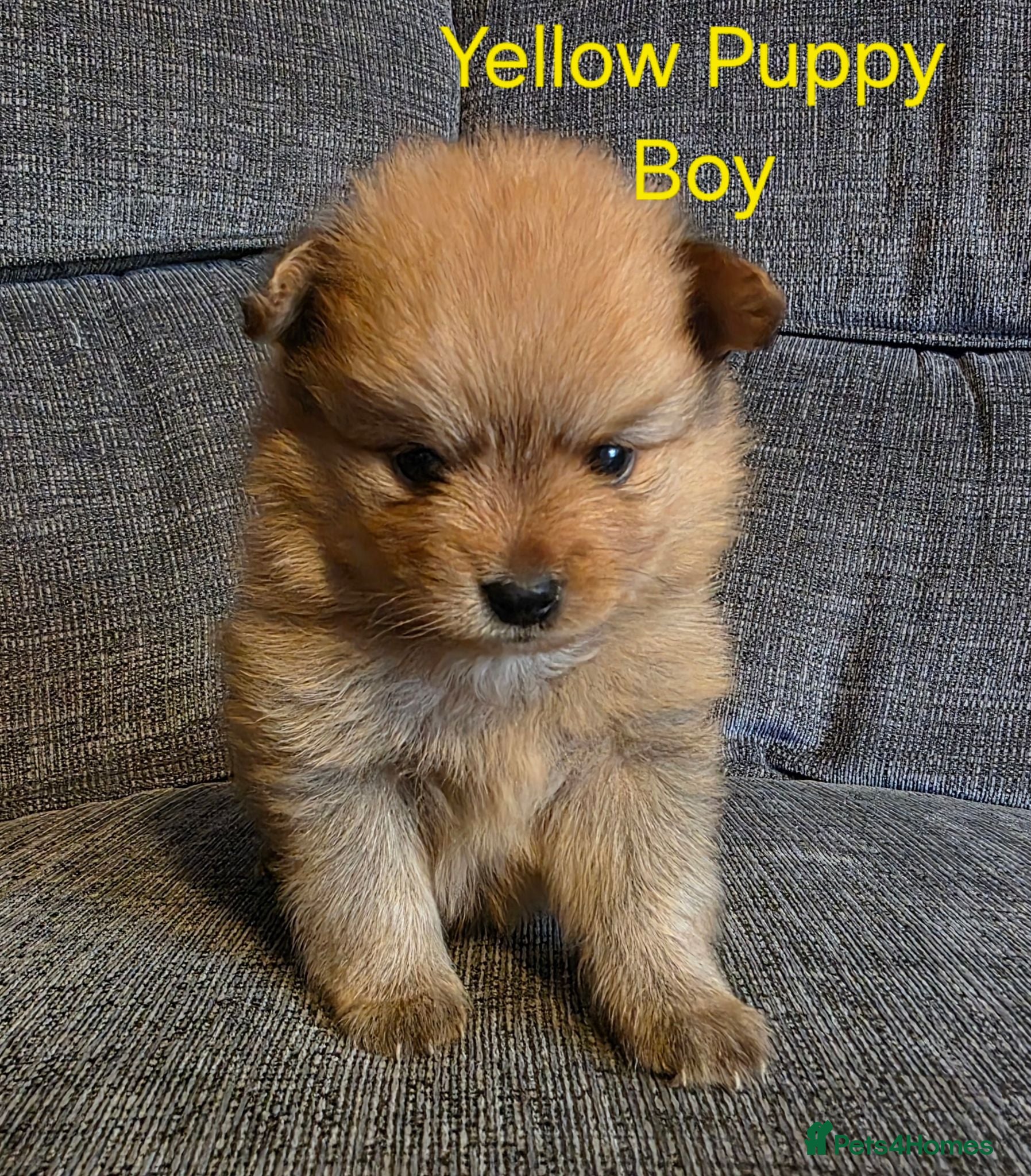 Pomeranian dogs 3 Beautiful pomeranian puppies for sale - Advert 1
