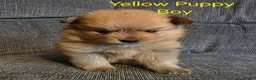 Pomeranian dogs for sale: 3 Beautiful pomeranian puppies for sale - Advert 3