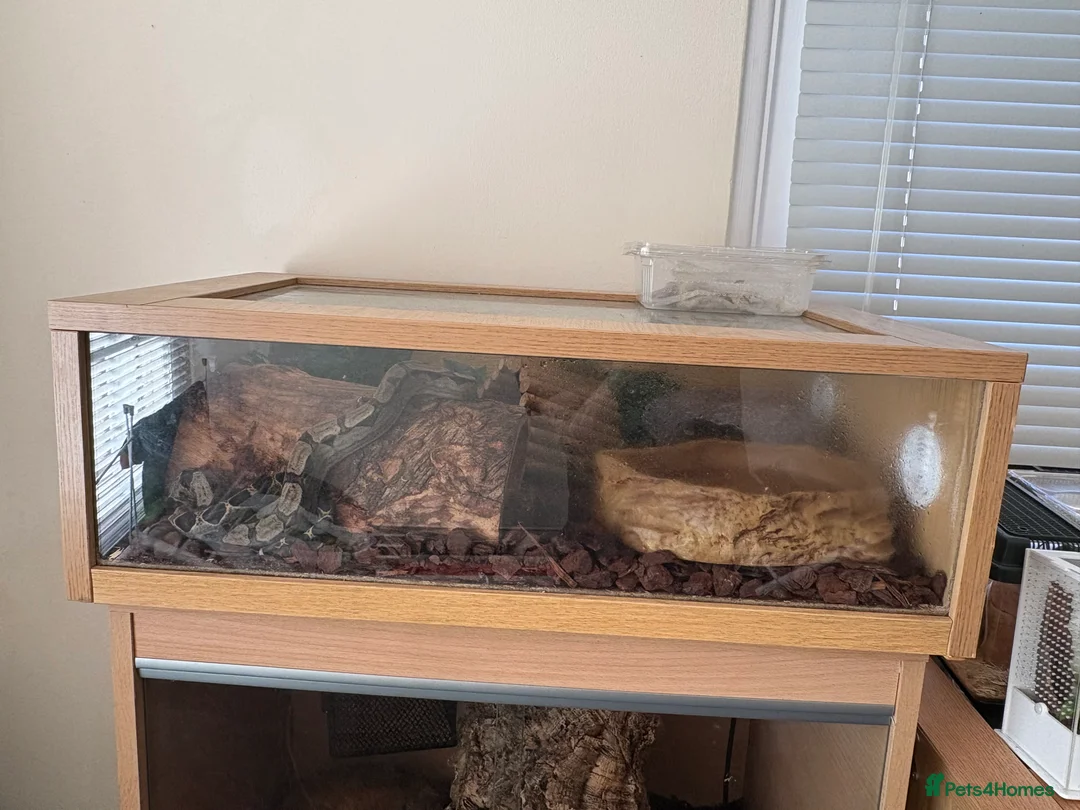 Boa Snake reptiles for sale: Boa constrictor + leopard yellow belly python - Advert 3