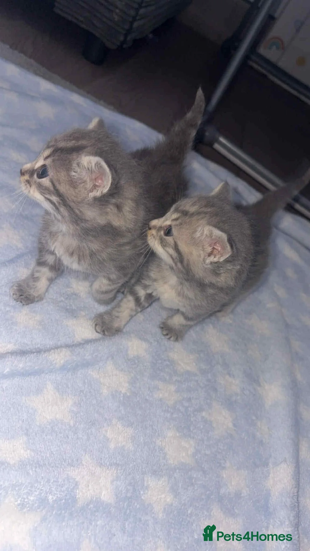 British Shorthair cats for sale: 3 beautiful BSH kittens  - Advert 3