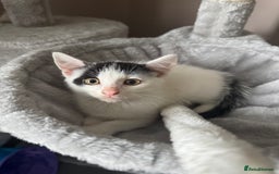 American Shorthair cats for sale: Mr Rhys  - Image 10