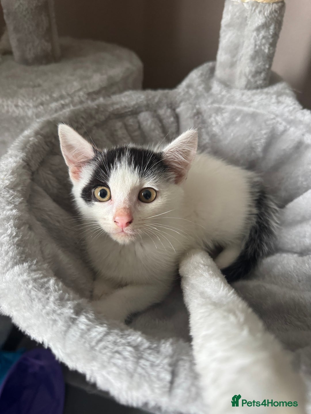 American Shorthair cats for sale: Mr Rhys  - Image 10