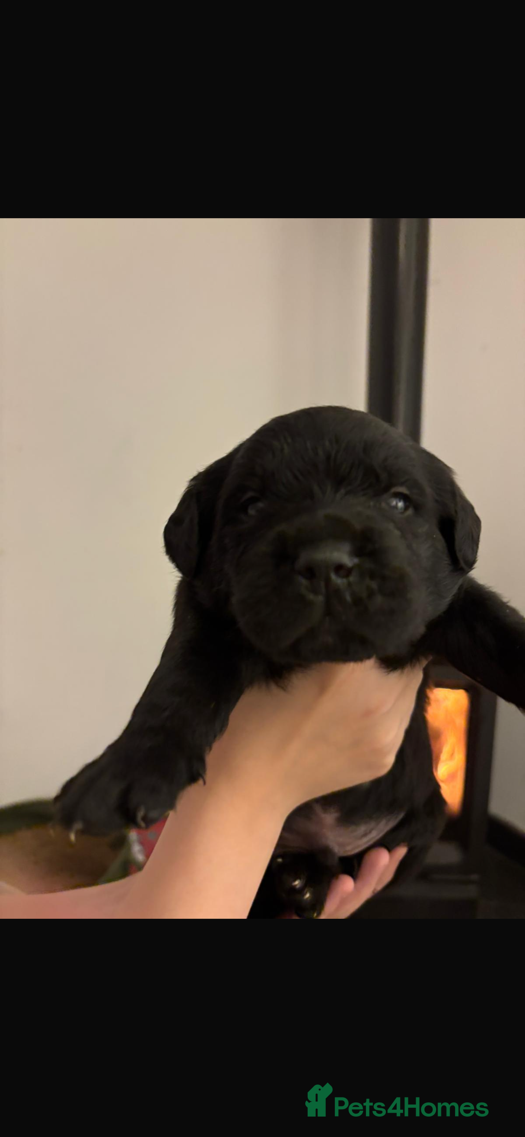 Mixed Breed dogs for sale: Rottie x golden retriever  - Advert 5