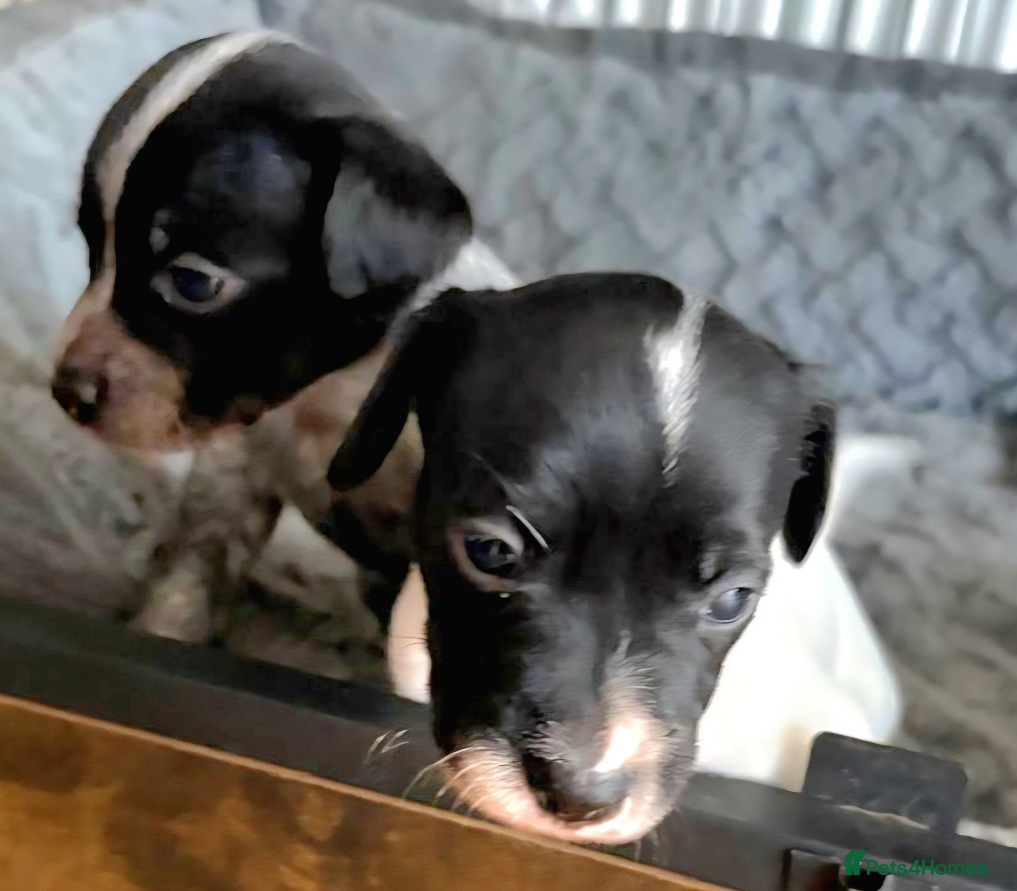 Mixed Breed dogs 3 gorgeous loving male puppies  - Advert 1