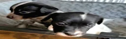 Mixed Breed dogs for sale: 3 gorgeous loving male puppies  - Advert 1