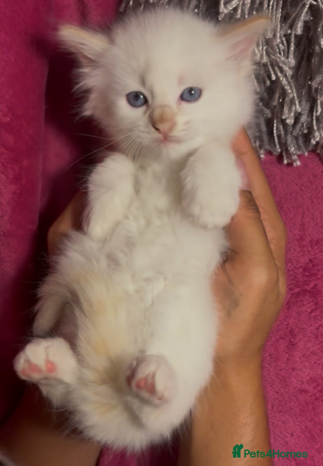 Ragamese cats for sale: Ragamese - Ragdoll x Siamese adorable kittens  - Image 4