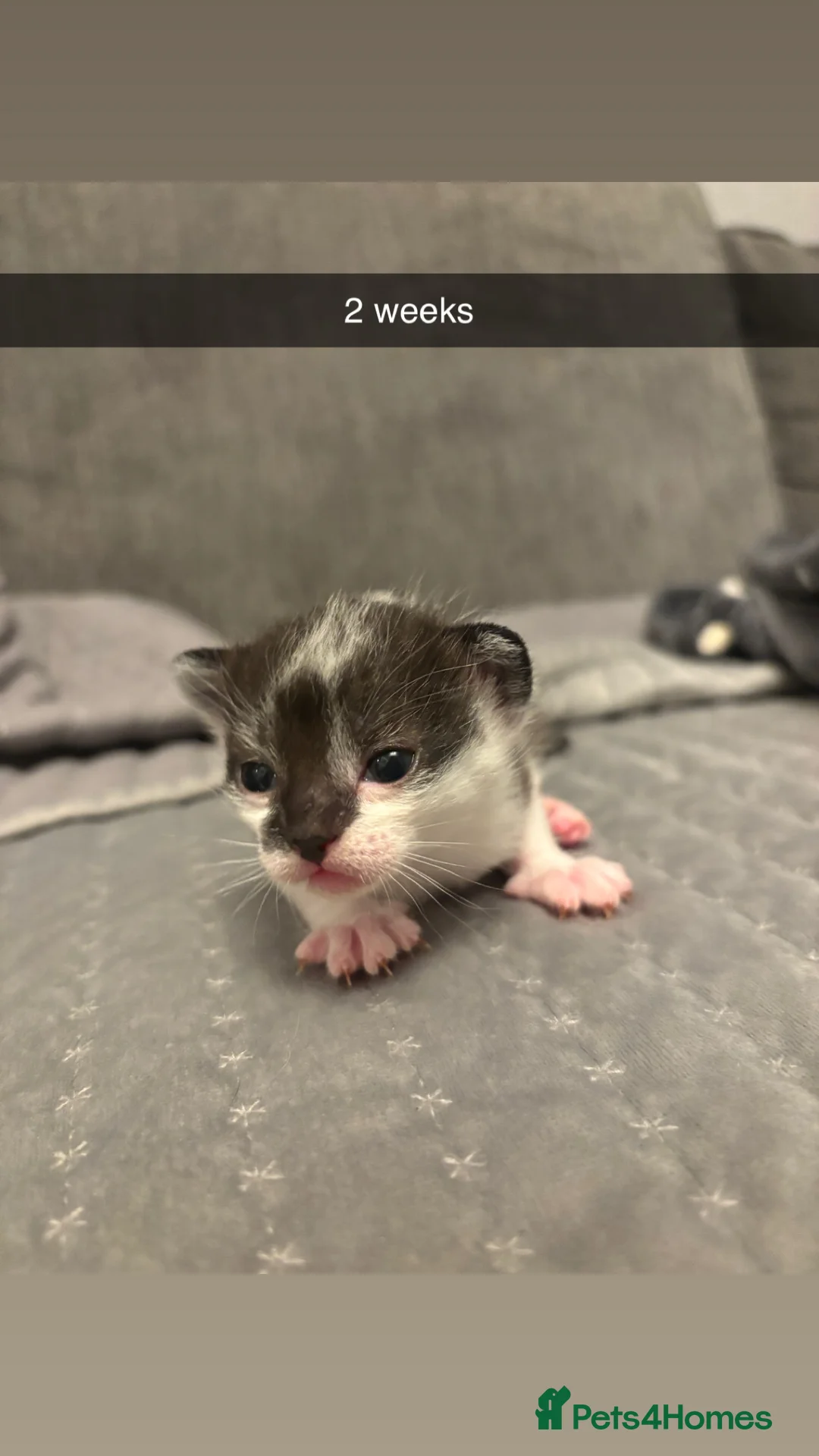 Domestic Shorthair cats for sale: 4 baby kittens  - Advert 3