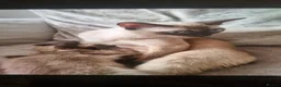 Burmese cats for sale: Burmese kittens  in Aylesbury - Advert 4