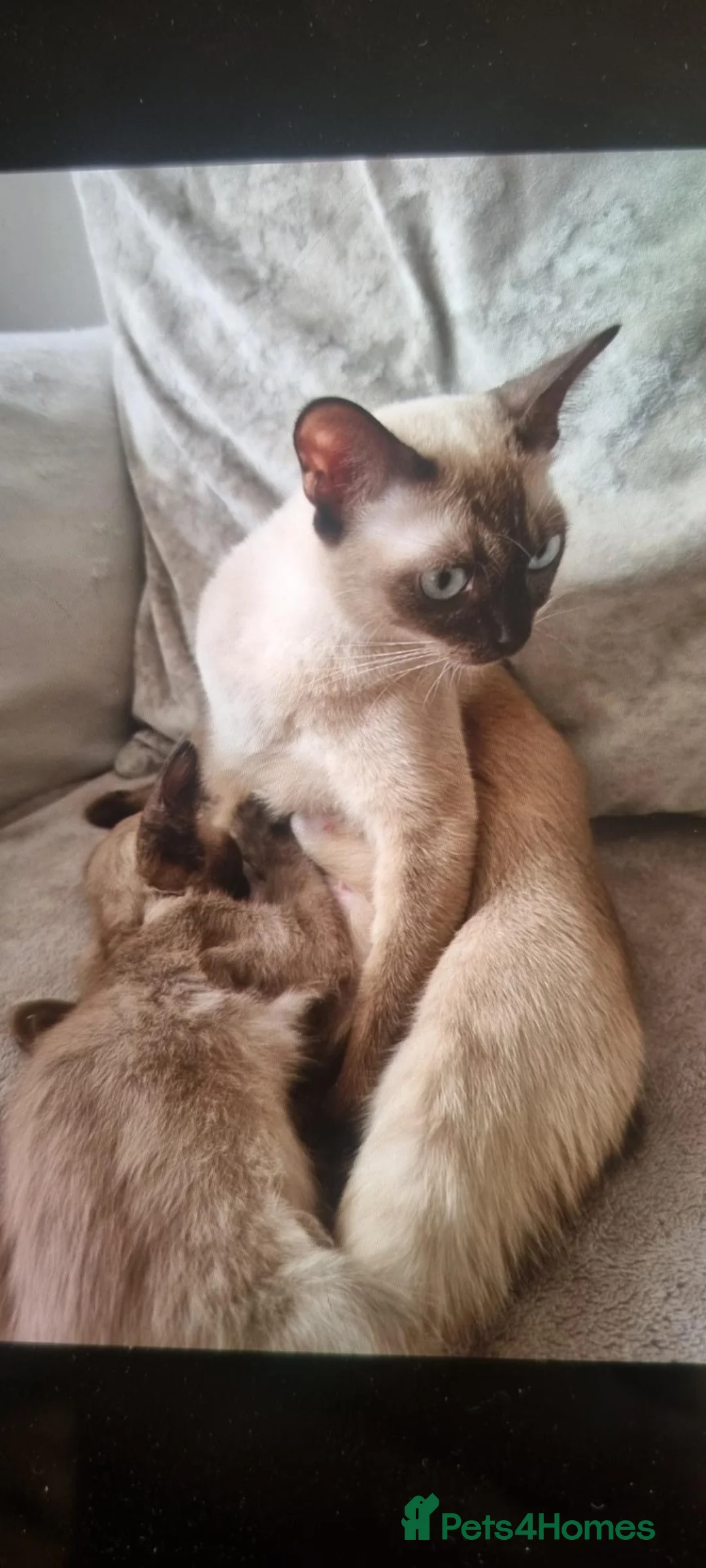 Burmese cats for sale: Burmese kittens  in Aylesbury - Advert 4