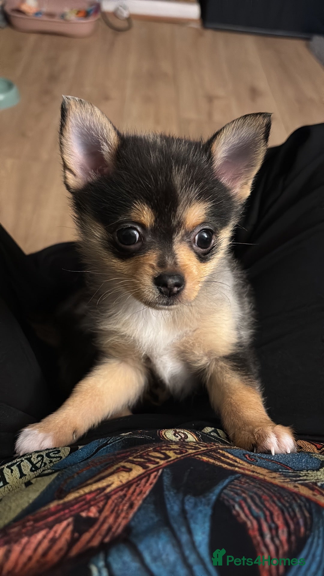 Pomchi dogs Stunning Pomchi puppies  - Advert 6