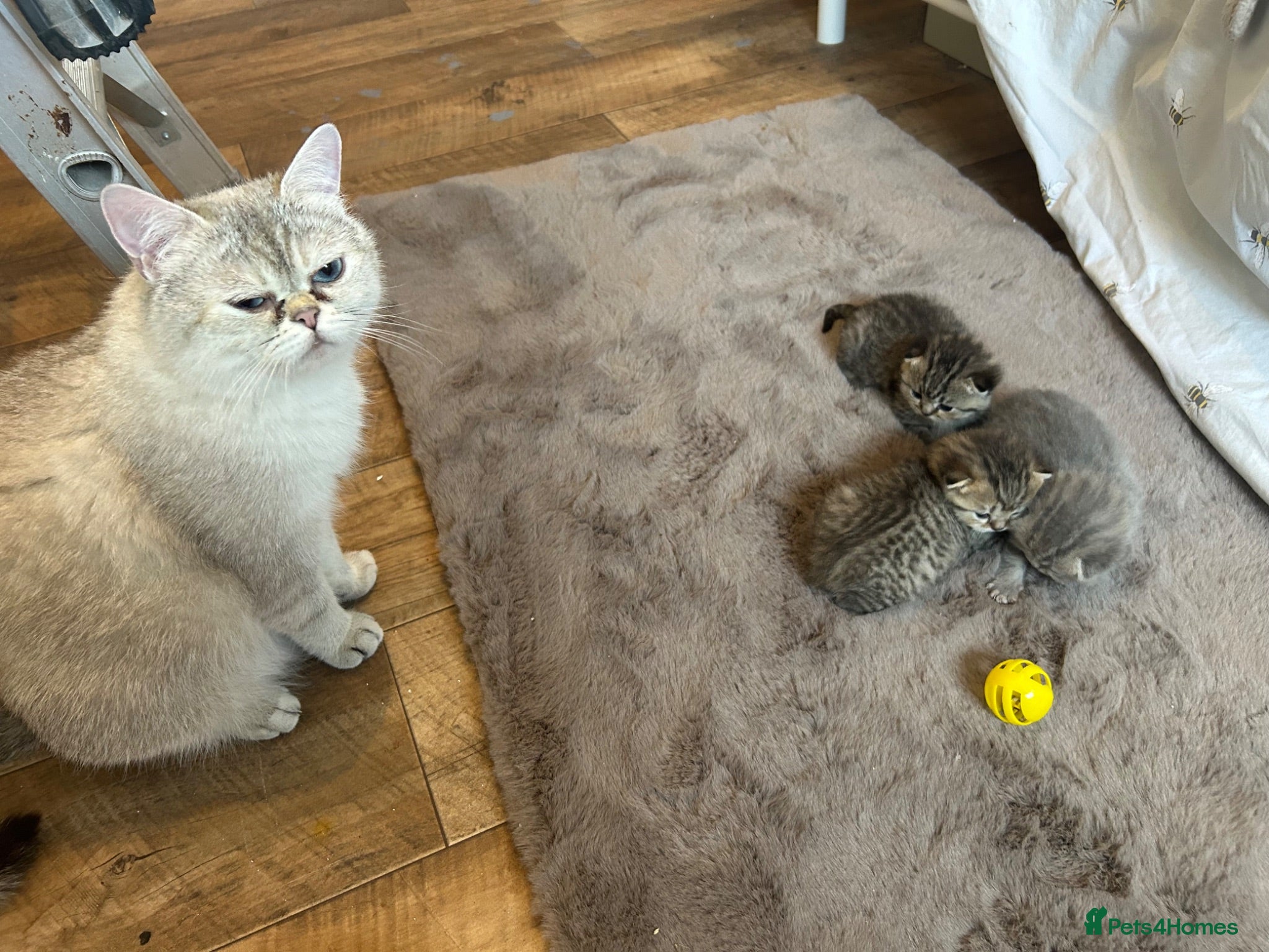 British Shorthair cats  British short hair kittens  - Advert 2