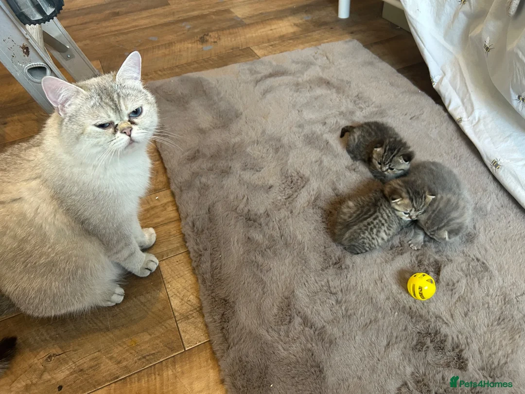 British Shorthair cats for sale:  British short hair kittens  - Advert 1