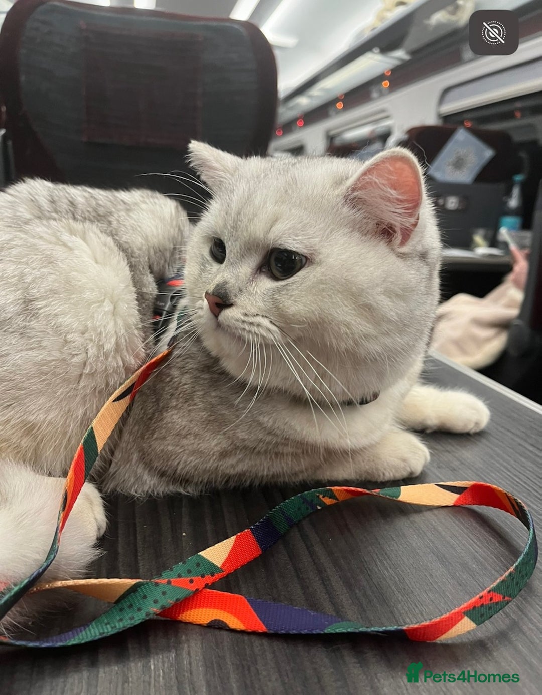 British Shorthair cats for sale: BRITISH SHORTHAIR KITTENS - Advert 10