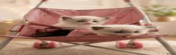 Ragdoll cats for sale: Child Friendly Ragdoll and Ragdoll Cross Kittens  - Advert 5