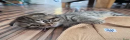 Scottish Fold cats for sale: Scottish Fold / Scottish Straight in Leicester - Advert 6