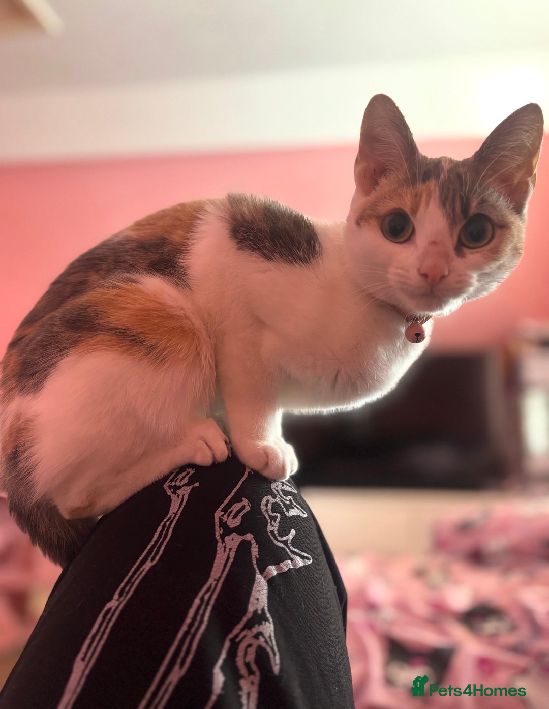 Domestic Shorthair cats for sale: 21 month old female cat  - Advert 1