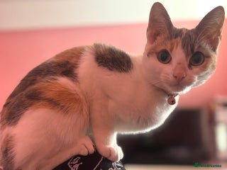 Domestic Shorthair cats 21 month old female cat - Advert 4