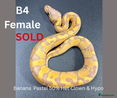 Python Snake reptiles - Advert 10