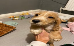 Labradoodle dogs for sale:  Australian Labradoodles Show Cocker Spaniel - Image 15
