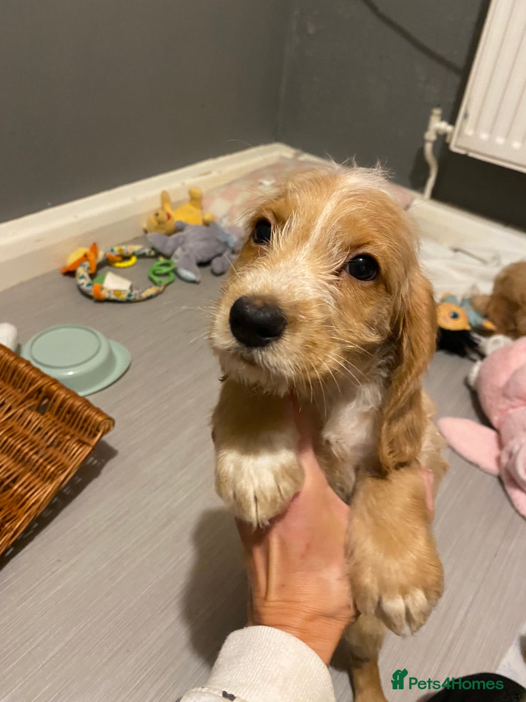 Labradoodle dogs for sale:  Australian Labradoodles Show Cocker Spaniel - Image 15