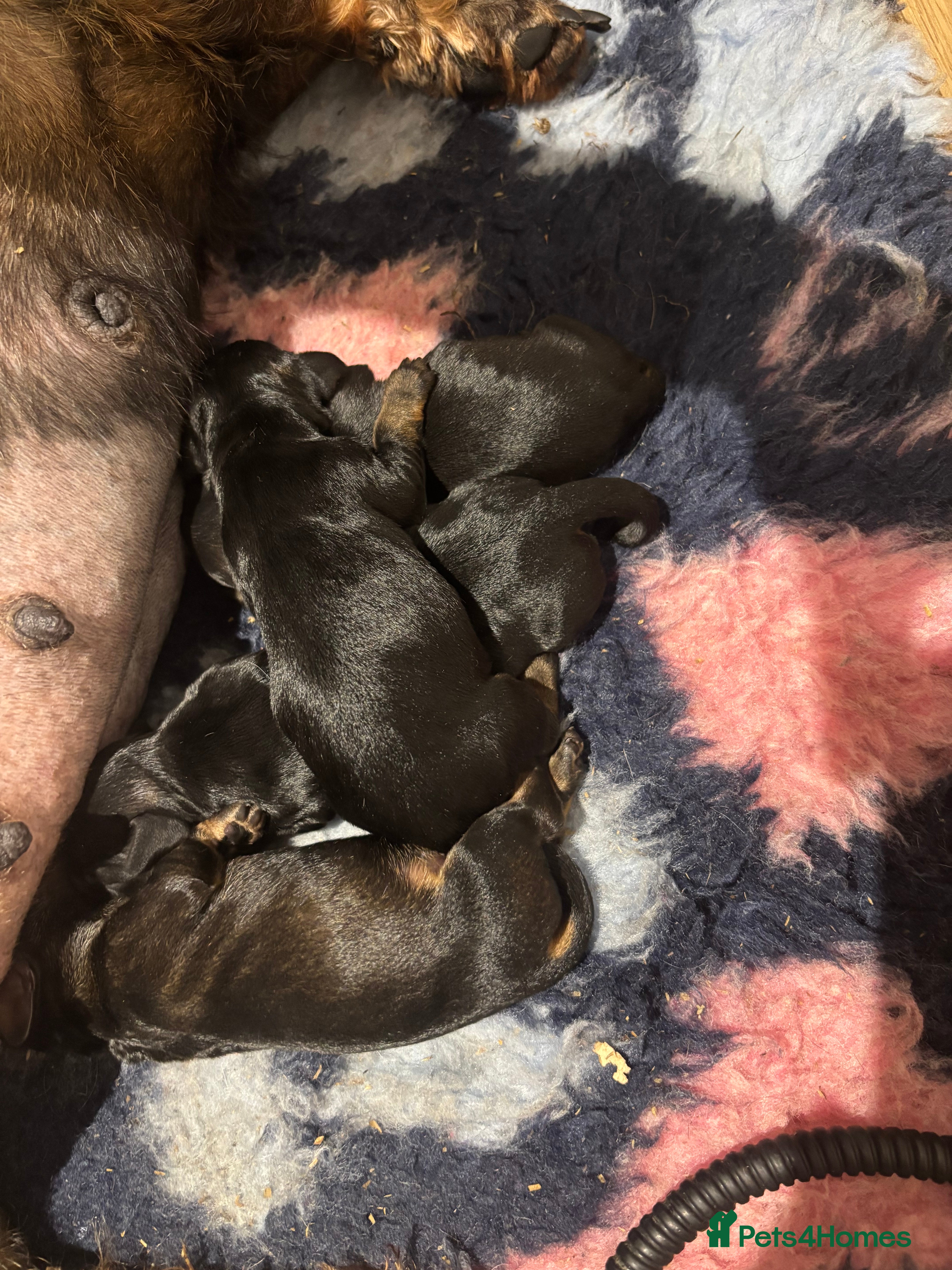 Dachshund dogs Standard Wirehaired Dachshund Puppies   - Advert 2