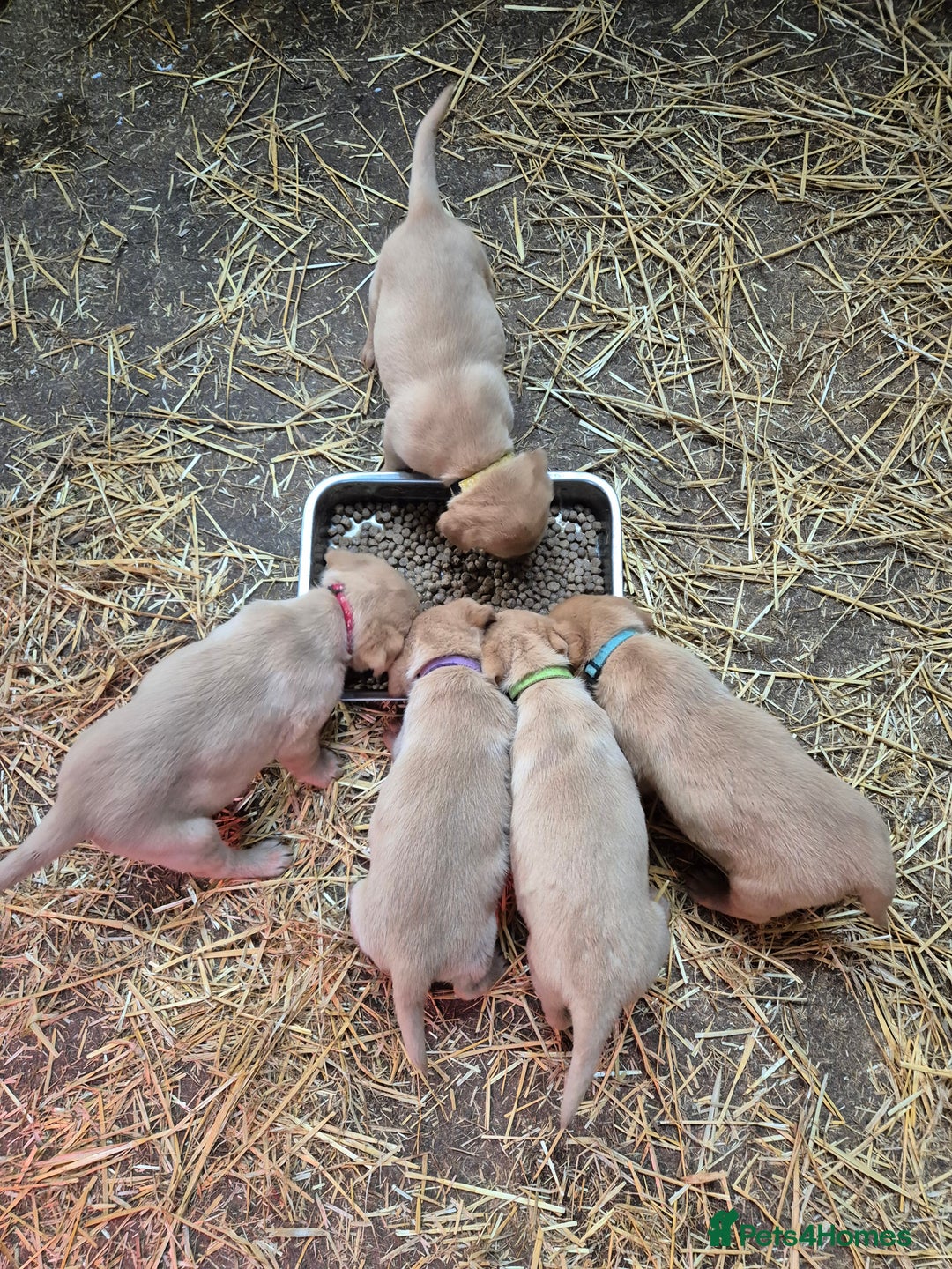 Labrador Retriever dogs for sale: KC Reg Labrador Pups  - Advert 3