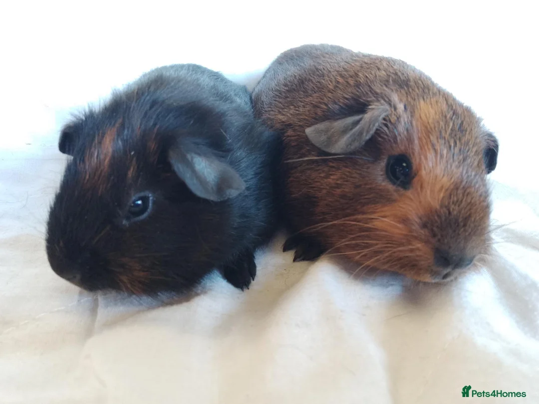 Guinea Pig rodents for sale: 2 lovely sisters ready for their new home  - Advert 4