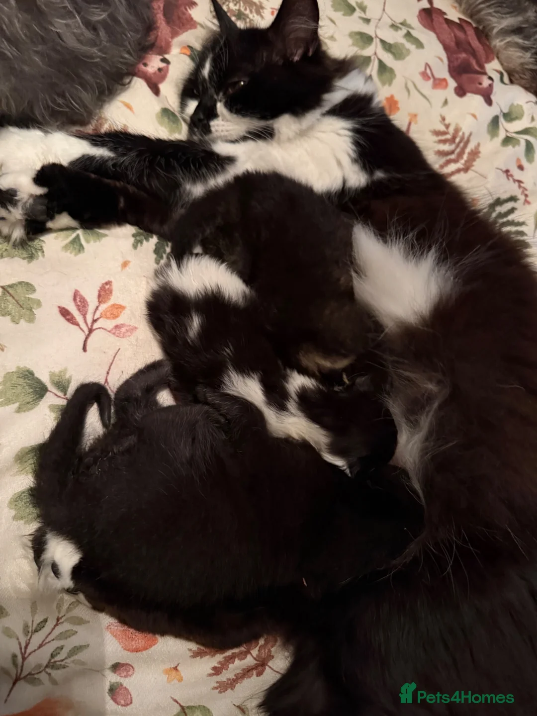Mixed Breed cats for sale: 3 beautiful kittens in Halifax - Advert 5