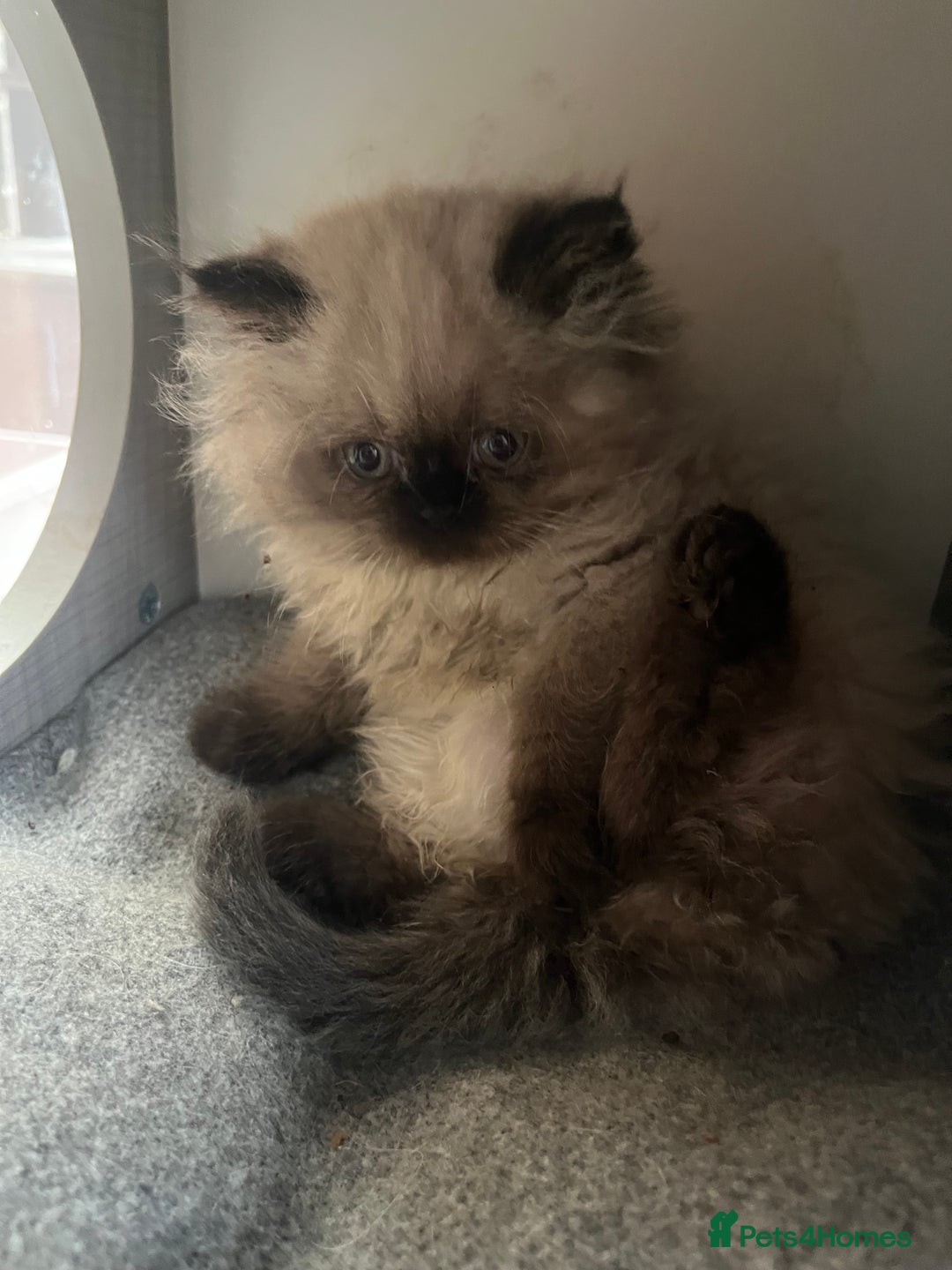 Persian cats for sale: Seal Colourpoint Persian Kittens - Image 9