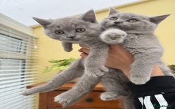 British Longhair cats for sale: British long haired  - Image 15