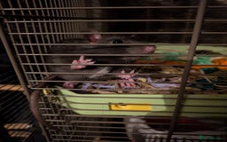 Rat rodents for sale: 2 Rats for rehoming - Image 12