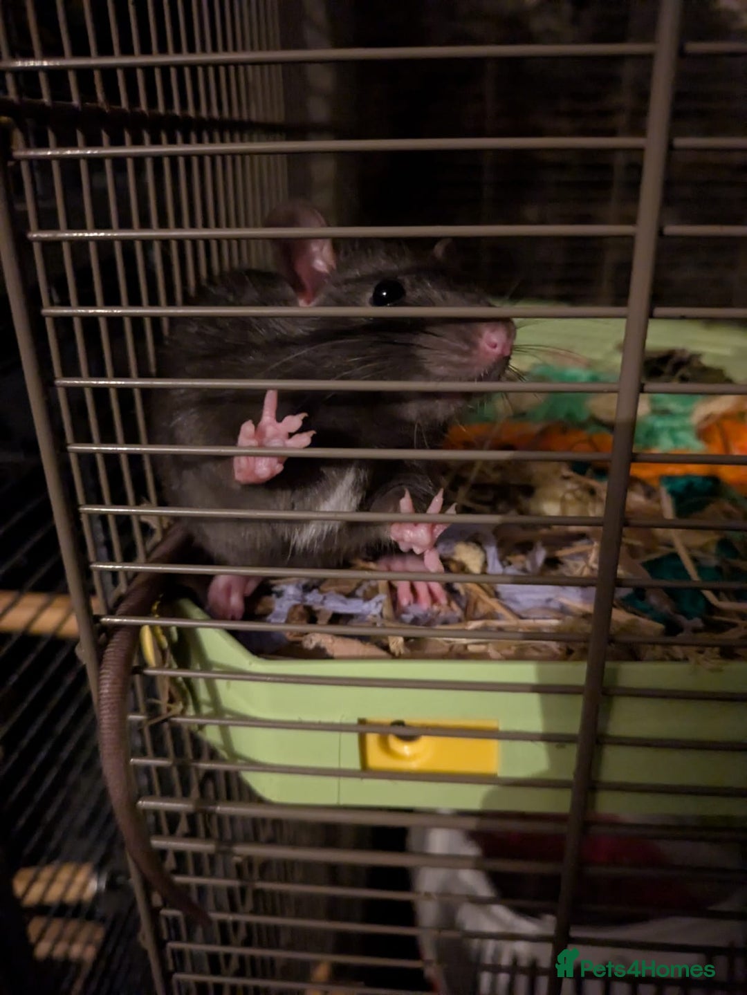 Rat rodents for sale: 2 Rats for rehoming - Image 12