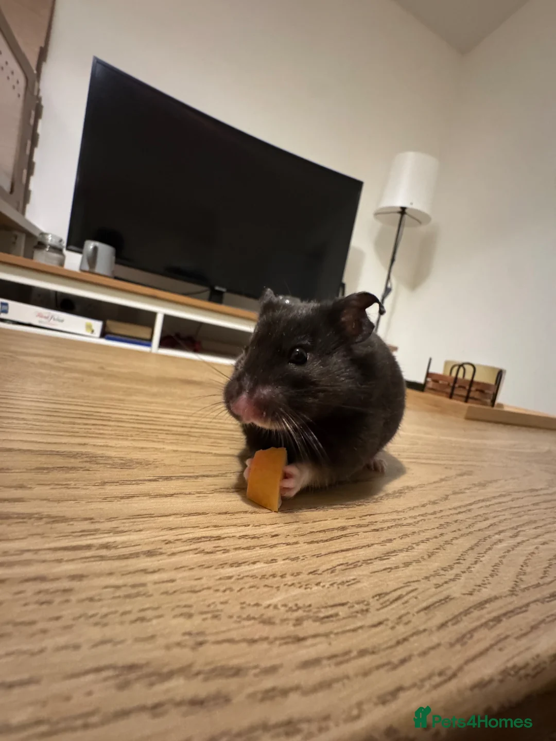 Hamster rodents for sale: Syrian hamster - Male - cage and accessories  - Advert 1