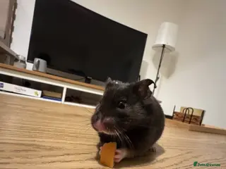 Hamster rodents Syrian hamster - Male - cage and accessories - Advert 1