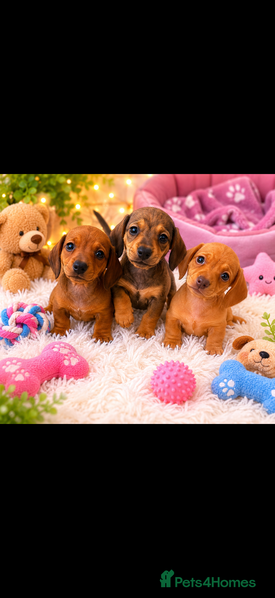 Miniature Dachshund dogs Miniature dachshund puppies 🐶 READY NOW - Advert 1
