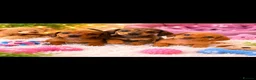 Miniature Dachshund dogs for sale: Miniature dachshund puppies 🐶 READY NOW - Advert 1