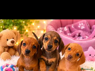 Miniature Dachshund dogs for sale: Miniature dachshund puppies 🐶 READY NOW - Advert 1