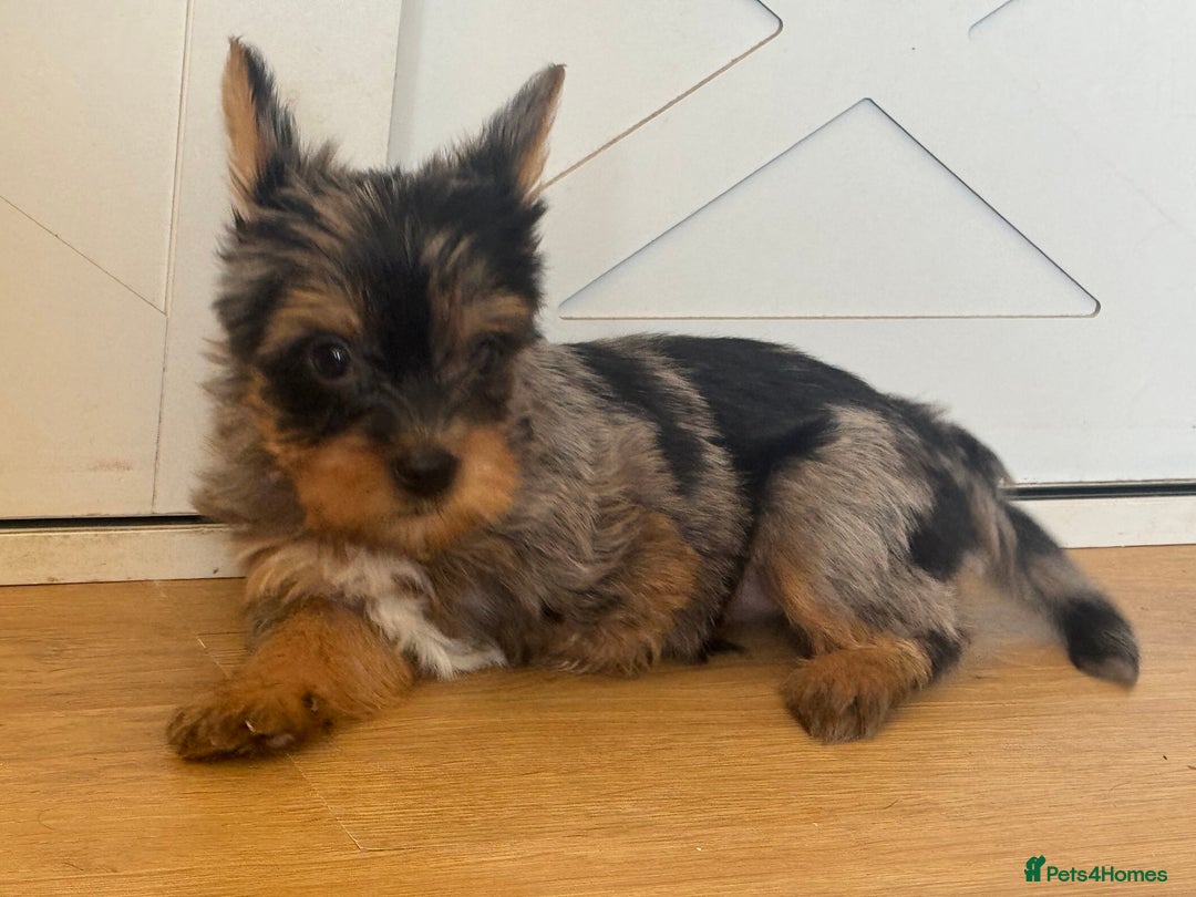 Yorkshire Terrier dogs for sale: Chocolate Merle yorkshire terrier  - Image 5